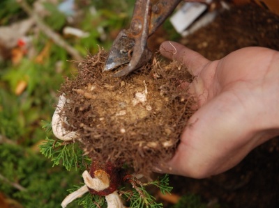 Repotting the juniper bonsai