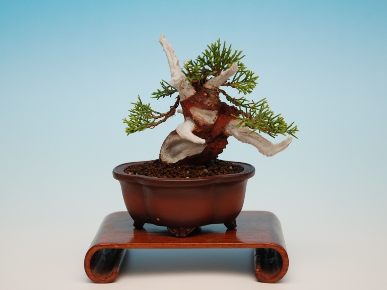 Juniperus Chinensis Itoigawa bonsai