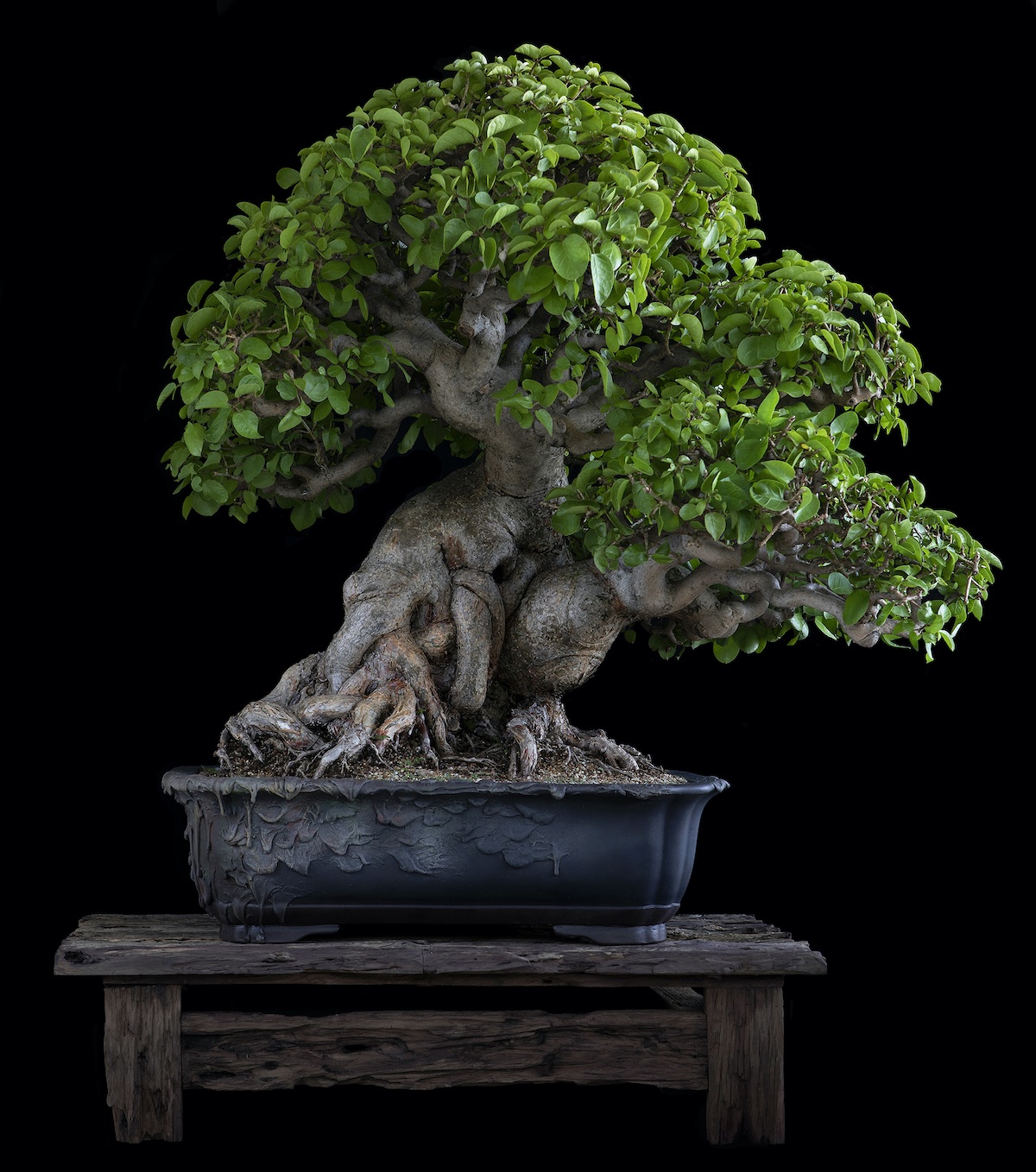 Sacred wood Bonsai