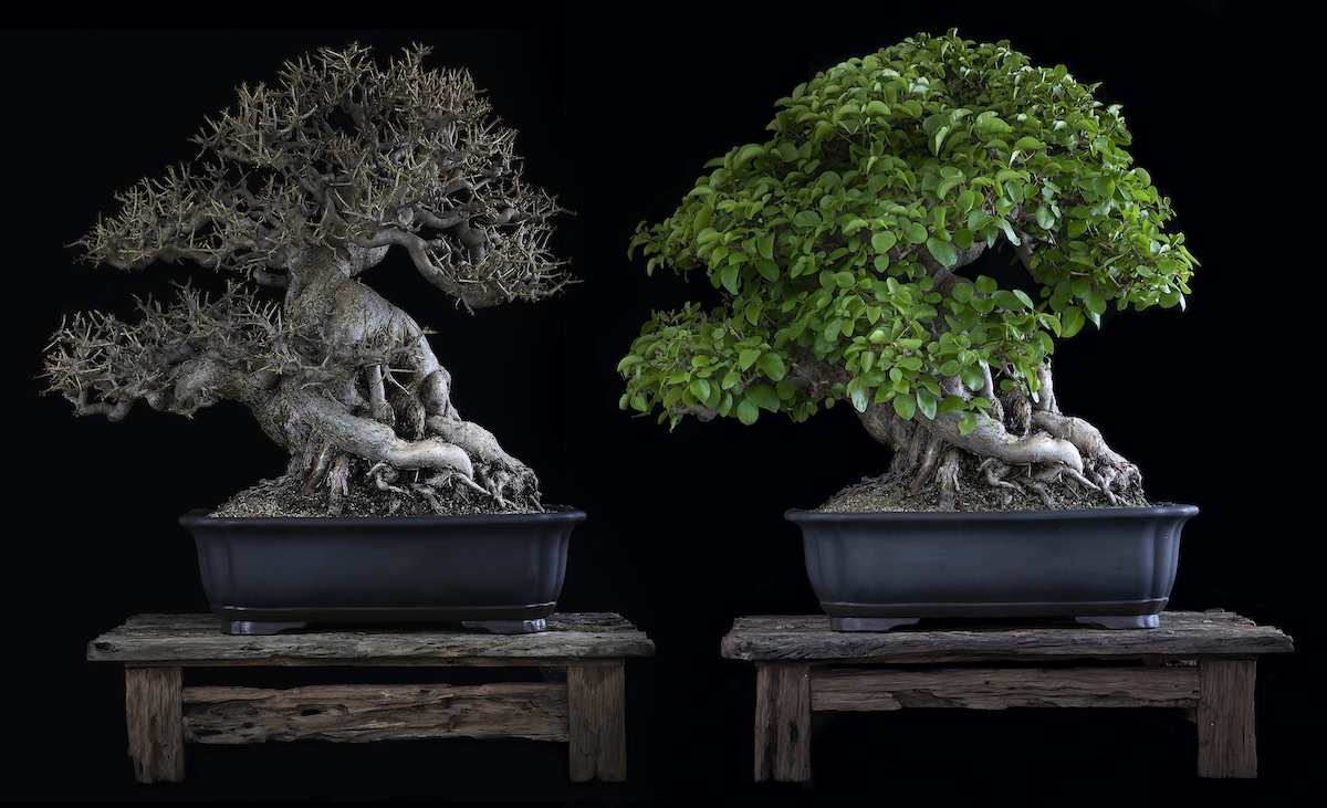 Sacred wood Bonsai