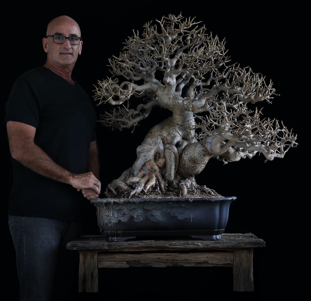 Sacred wood Bonsai