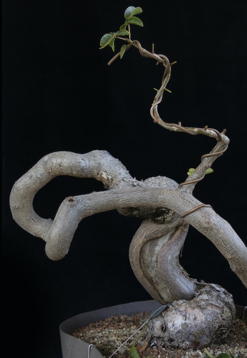 Sacred wood Bonsai