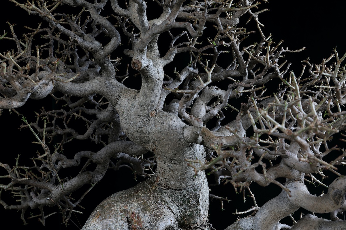 Sacred wood Bonsai