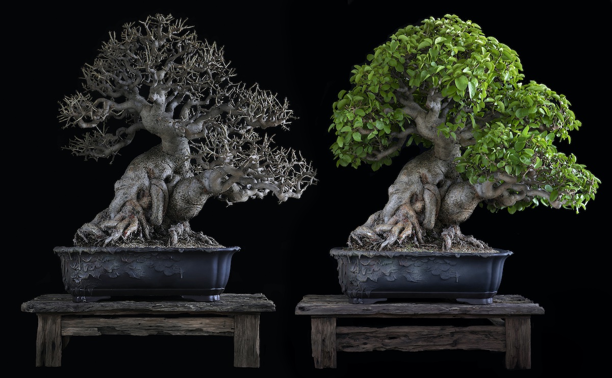 Sacred wood Bonsai