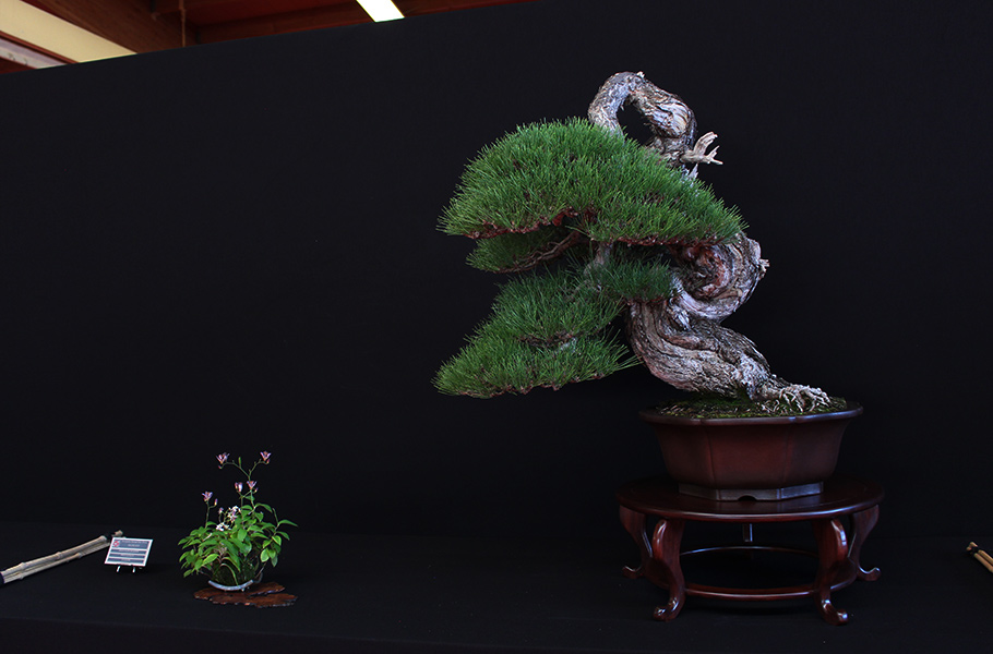 Bonsai san show