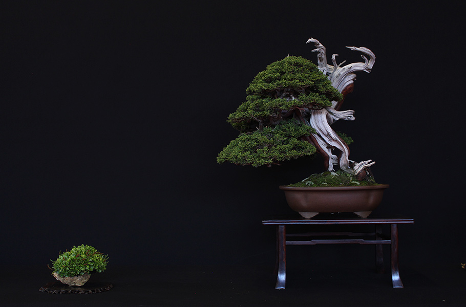 Bonsai san show