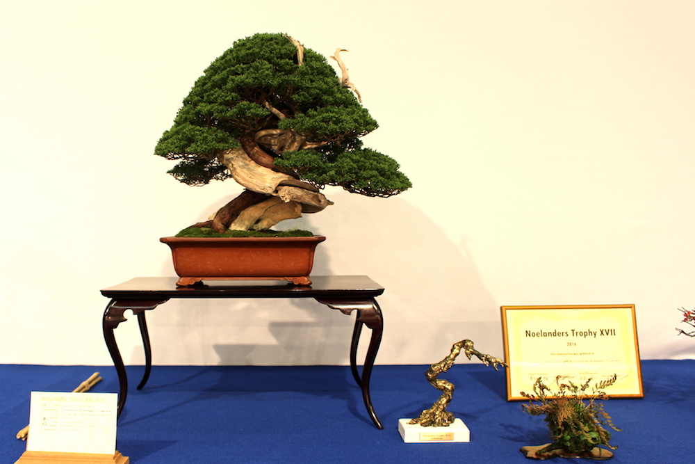 Juniperus chinensis Itoigawa