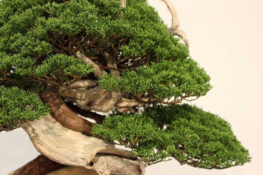 Juniper bonsai foliage