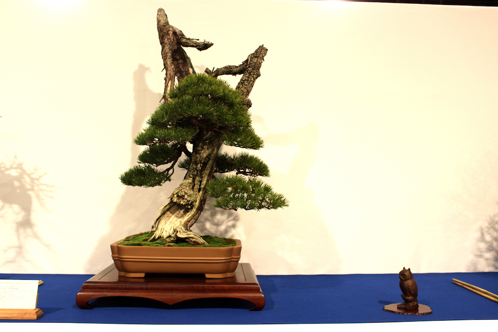 Pinus mugo bonsai