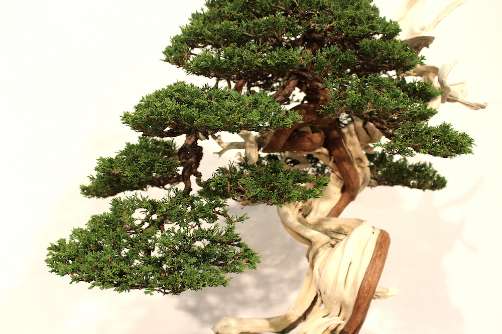 Juniperus Sabina bonsai