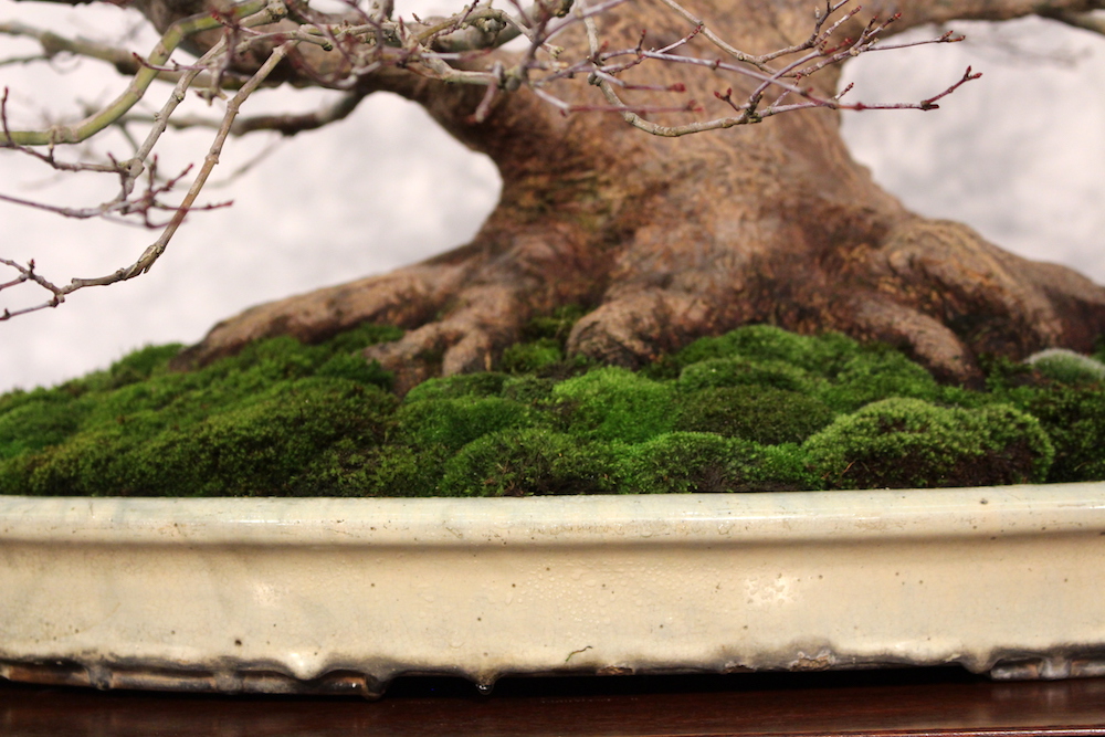 Nebari on bonsai tree