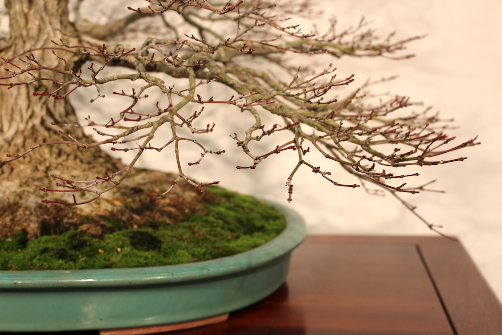 maple bonsai