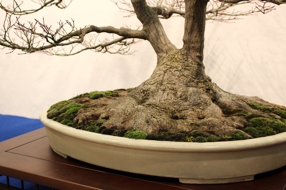 Nebari on bonsai