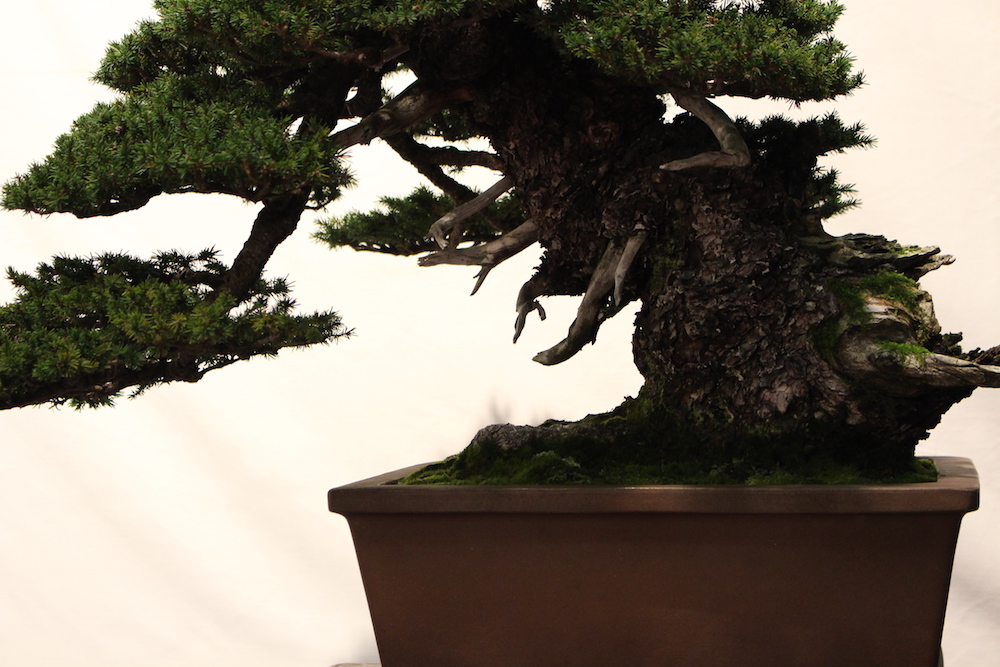 Closeup on bonsai trunk