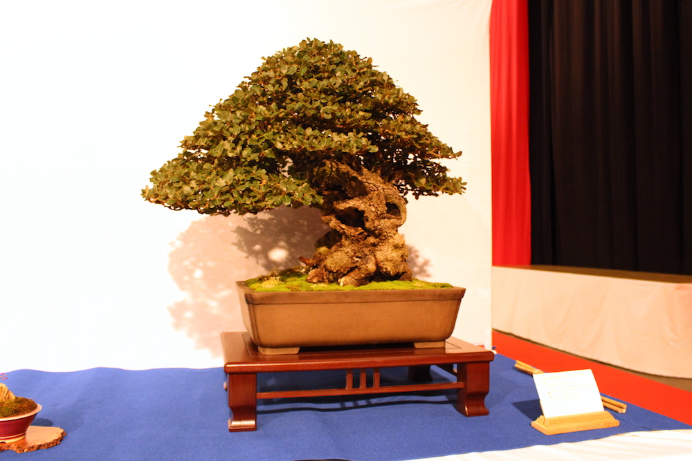 Quercus ilex bonsai