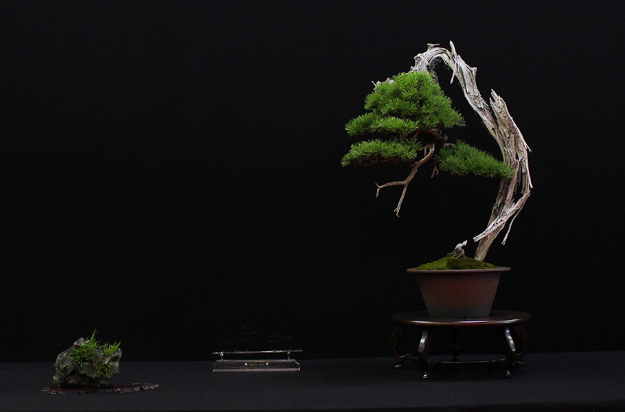 Bonsai san show