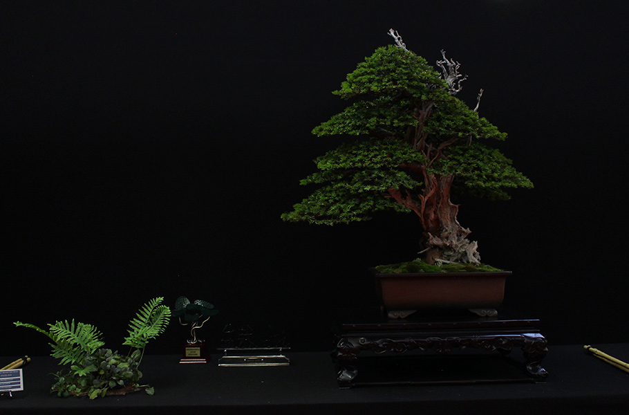 Bonsai san show