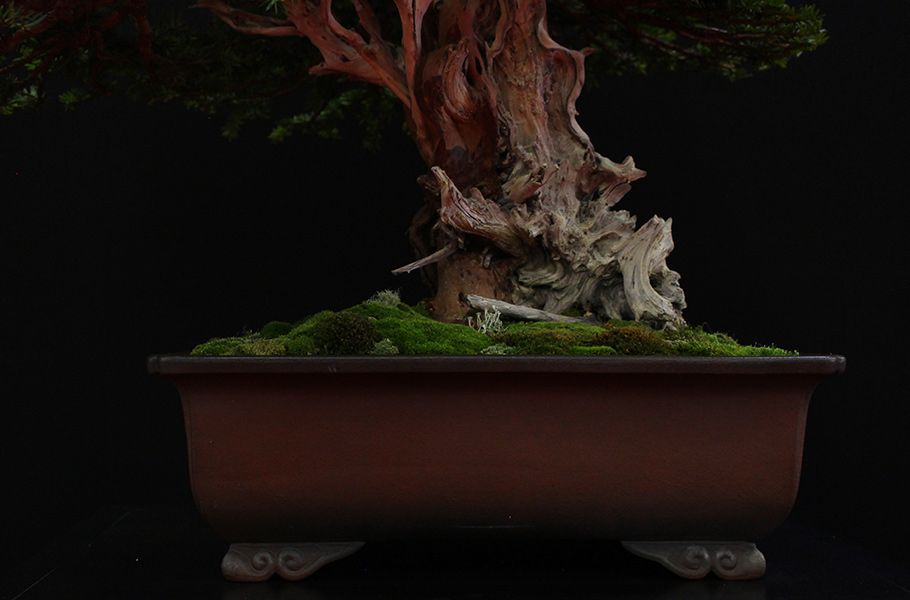 Bonsai san show