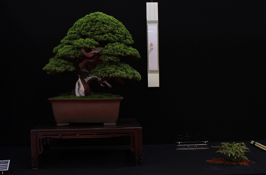 Bonsai san show