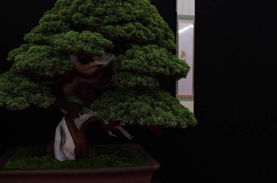 Bonsai san show