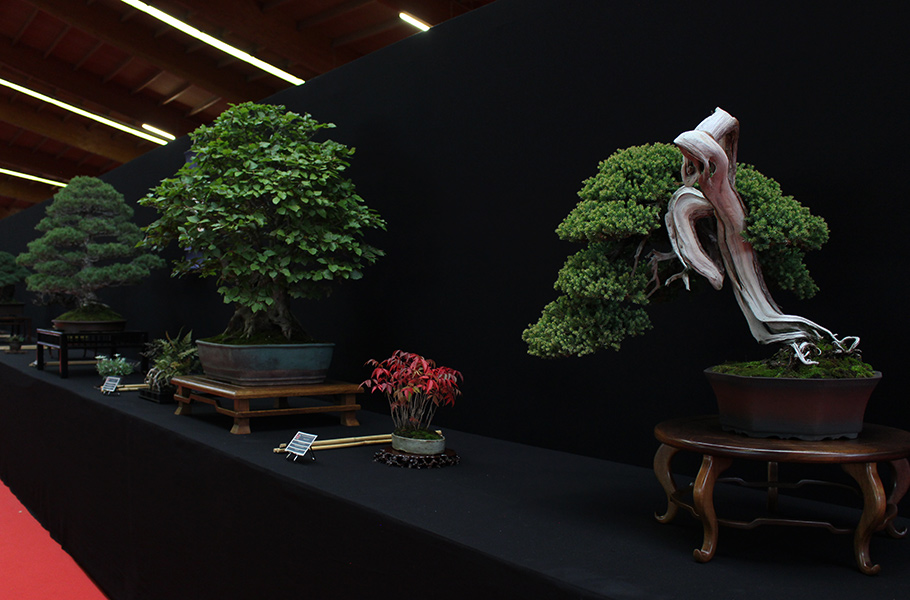 Bonsai san show