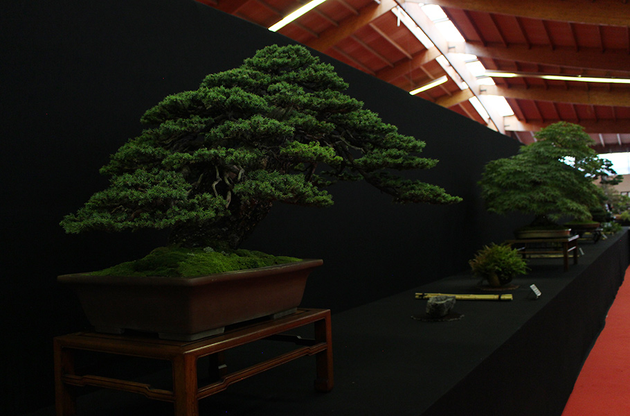 Bonsai san show