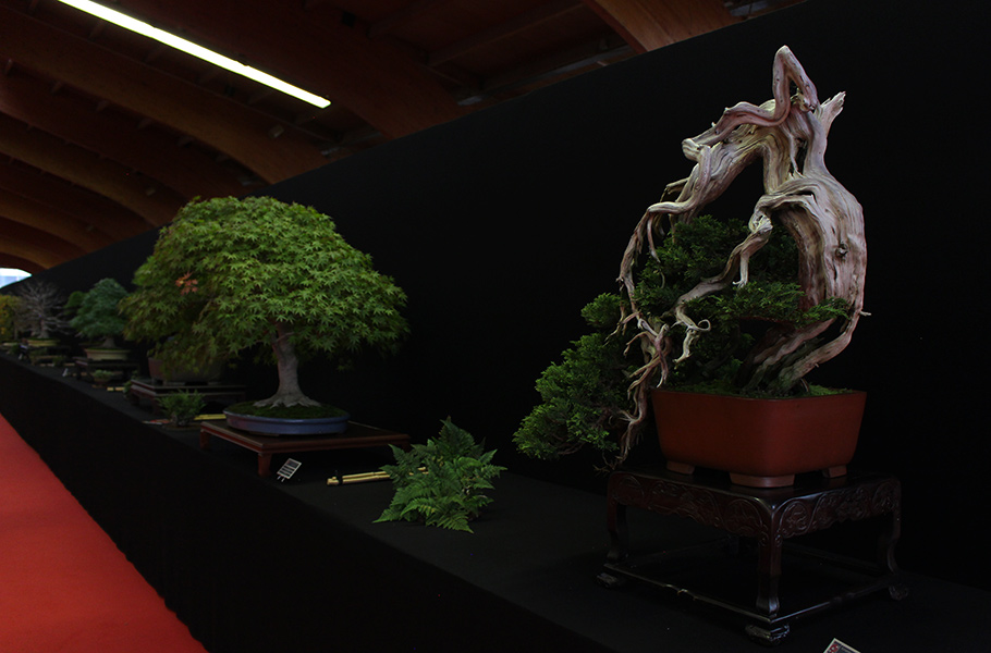 Bonsai san show