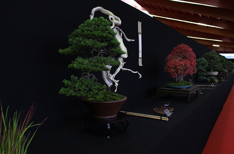 Bonsai san show