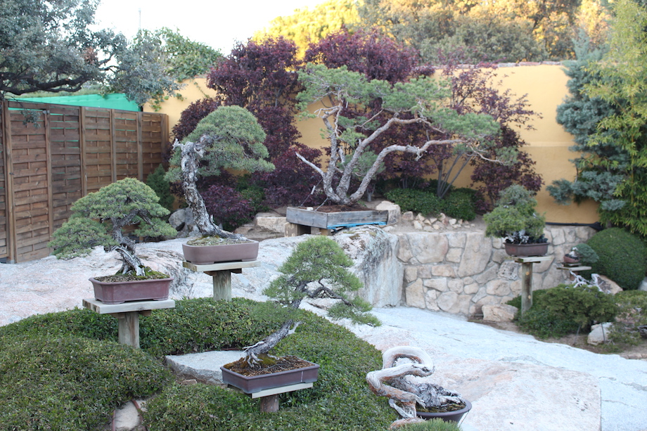 David Benavente's Bonsai garden in Madrid