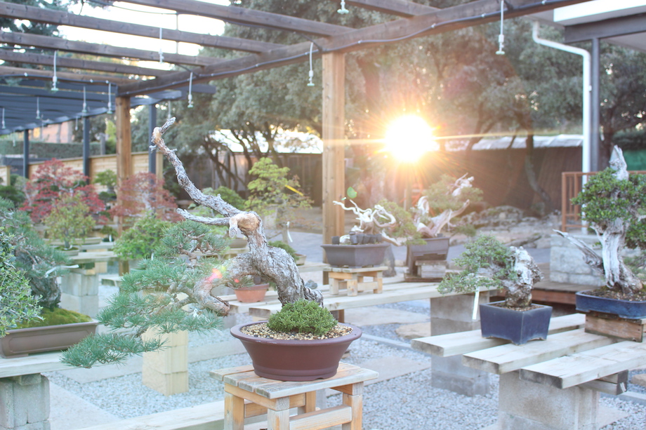 David Benavente's Bonsai garden in Madrid