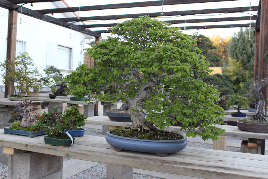 David Benavente's Bonsai garden in Madrid