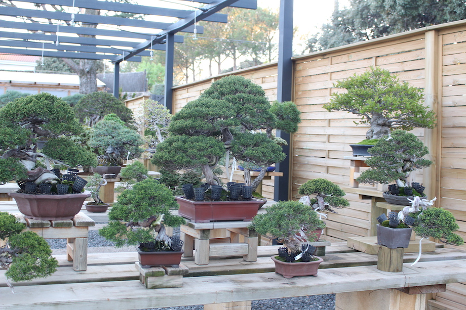 David Benavente's Bonsai garden in Madrid