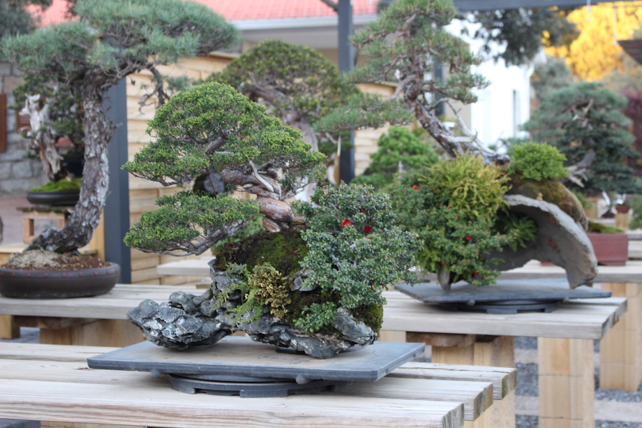 David Benavente's Bonsai garden in Madrid