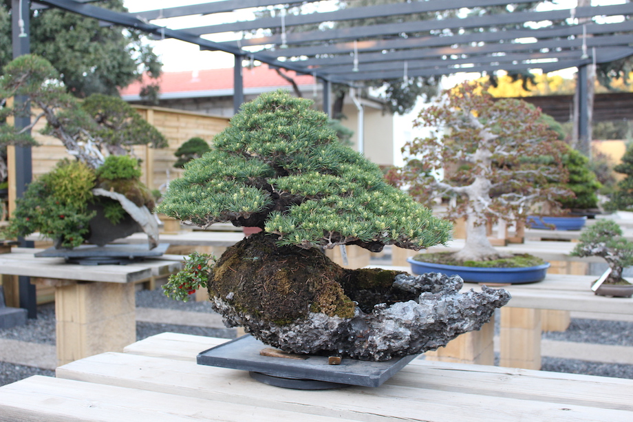 David Benavente's Bonsai garden in Madrid