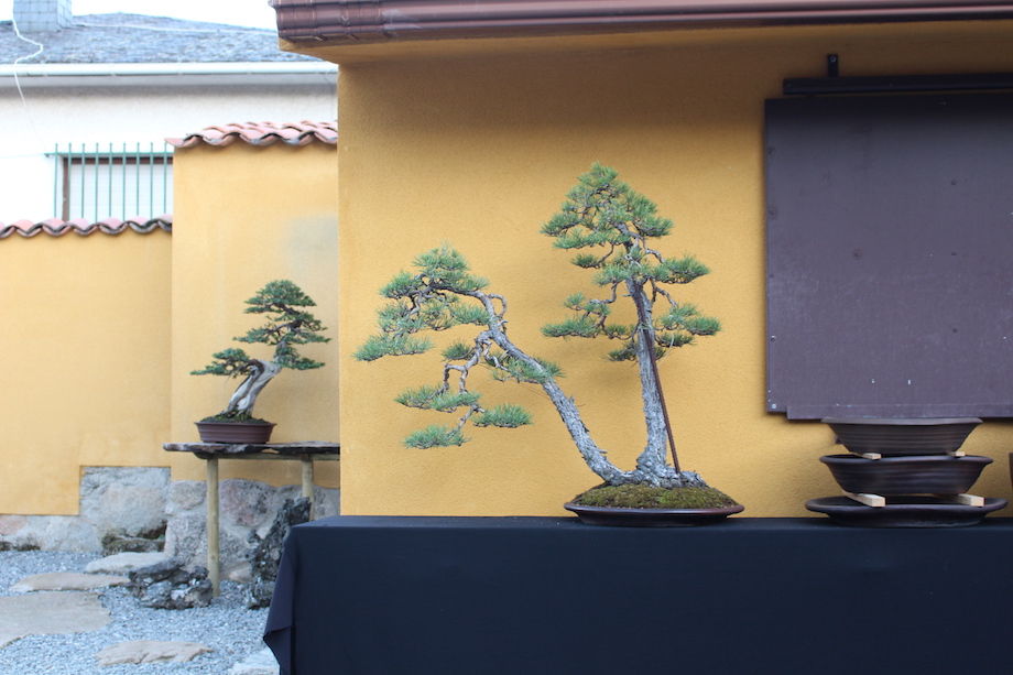 David Benavente's Bonsai garden in Madrid