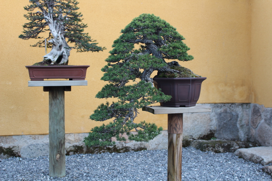 David Benavente's Bonsai garden in Madrid