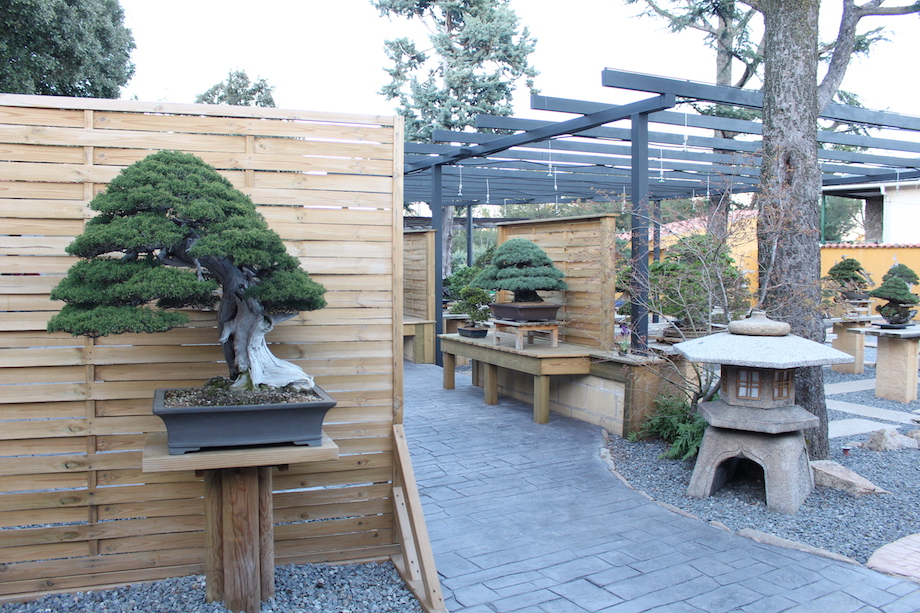 David Benavente's Bonsai garden in Madrid