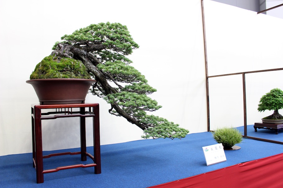 World Bonsai Convention Saitama, 2017