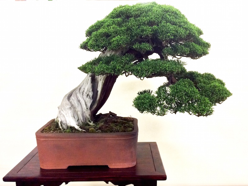 Bonsai