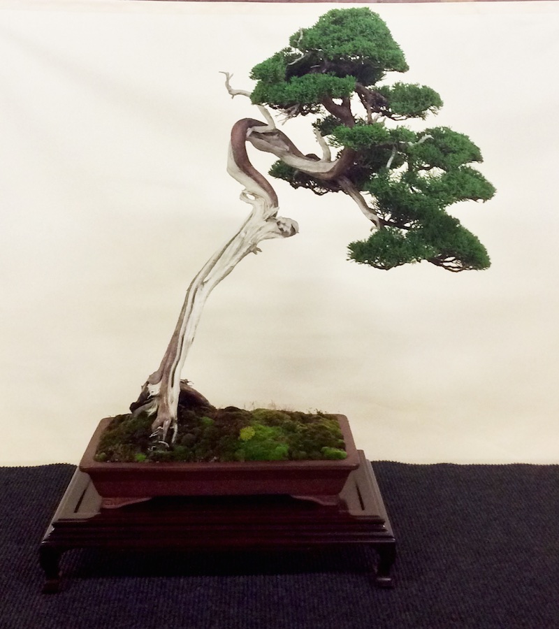 Literati bonsai