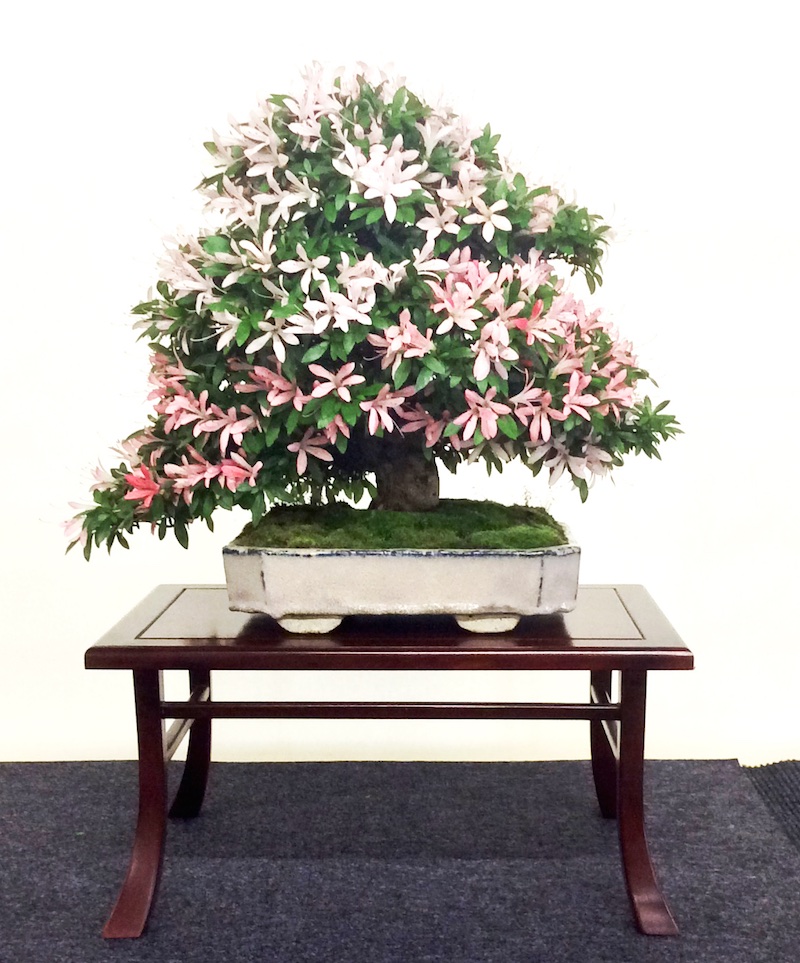 Azalea bonsai tree