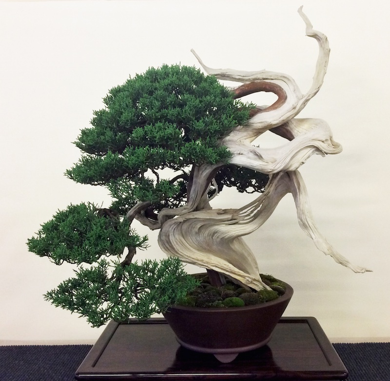 Wild Bonsai tree