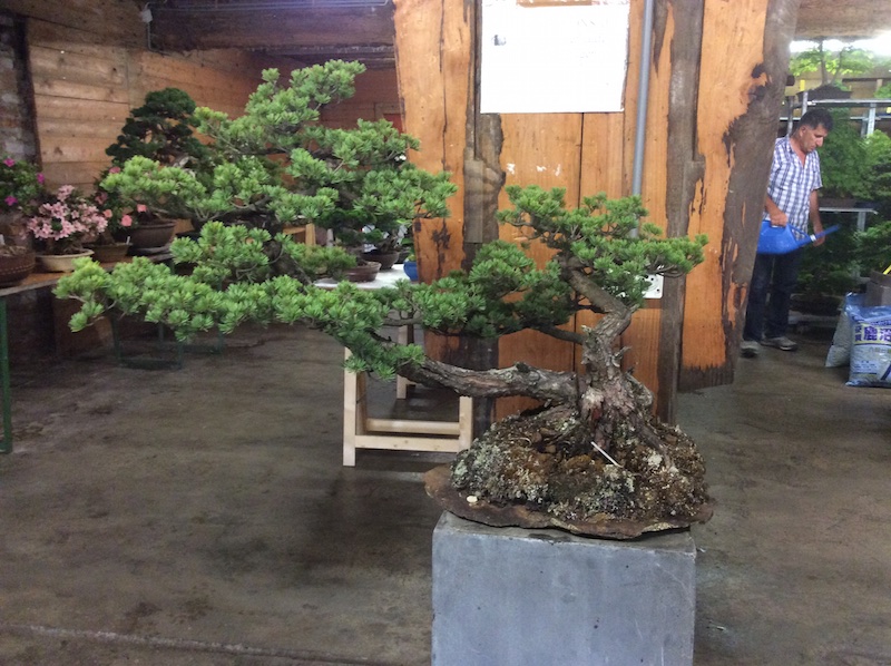 Yamadori bonsai