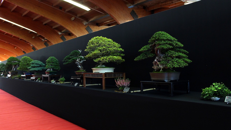 Bonsai san show