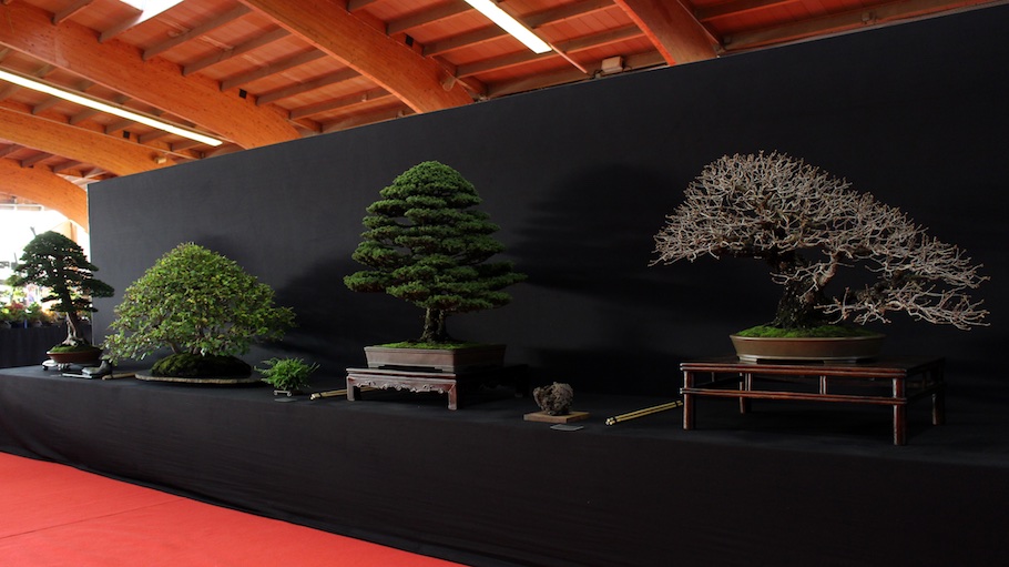 Bonsai san show