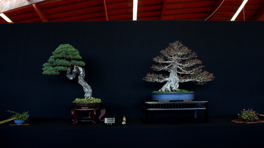 Bonsai san show