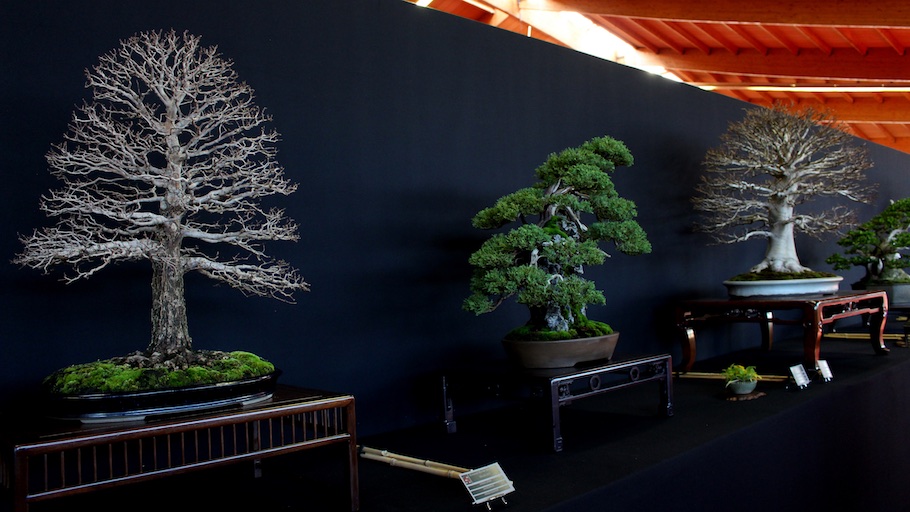 Bonsai san show