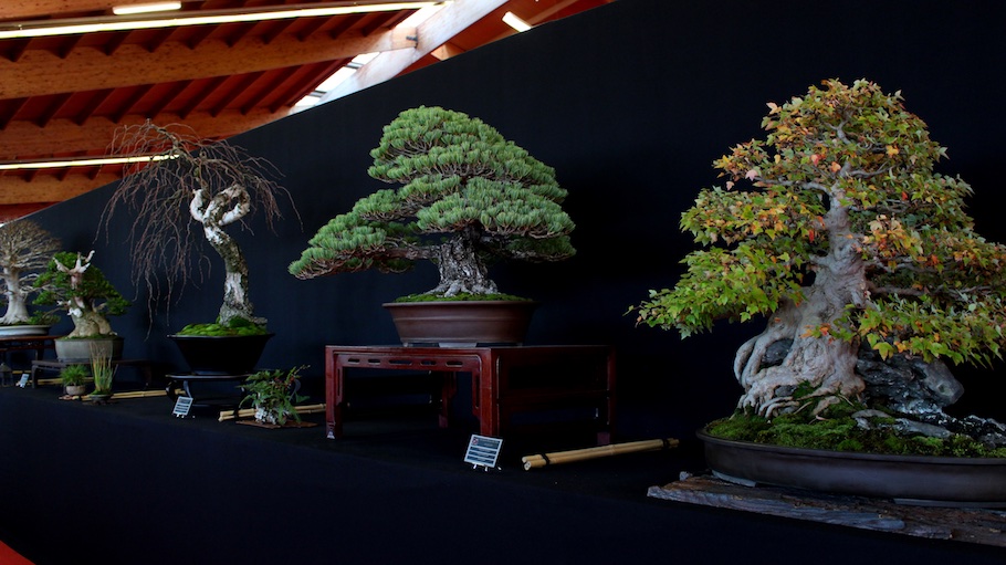 Bonsai san show