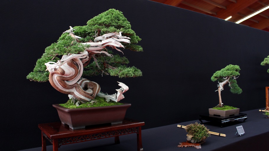 Bonsai san show