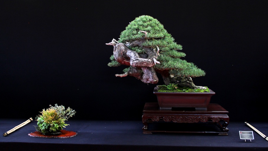 Bonsai san show